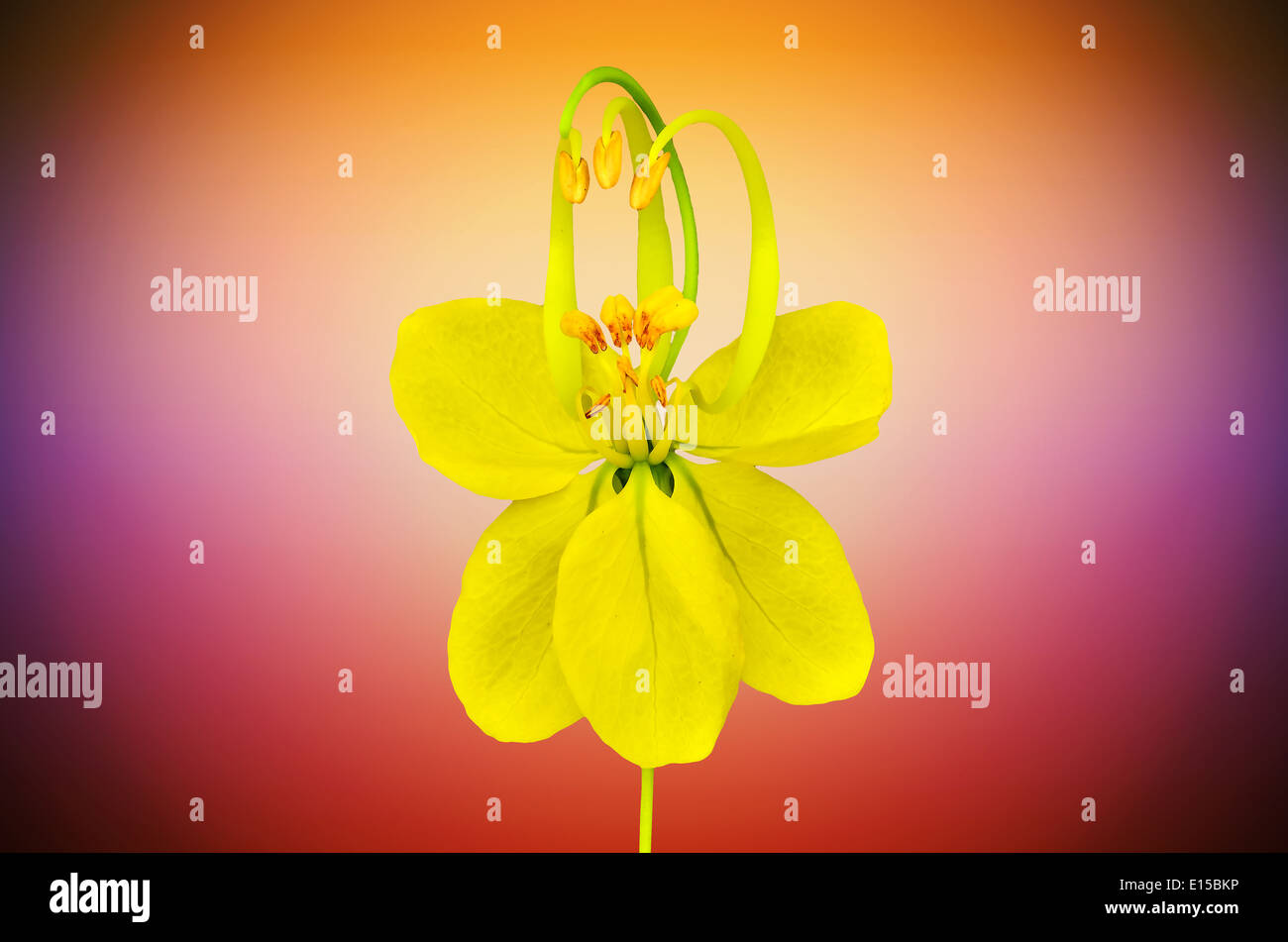 Cassia Blume auf orange Hintergrund Stockfoto