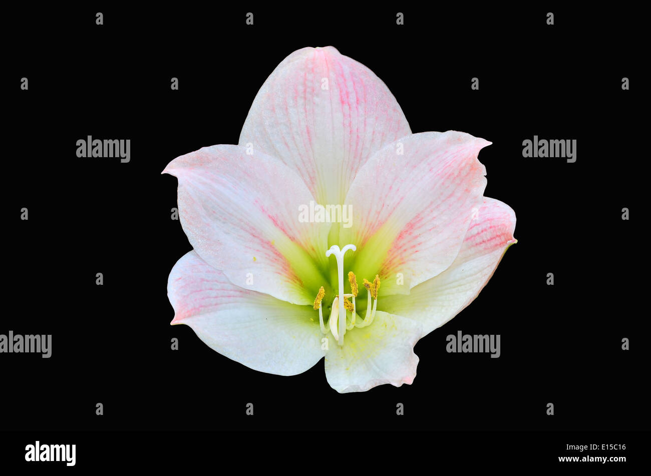 Rosa Amaryllis auf schwarzem Hintergrund isoliert Stockfoto