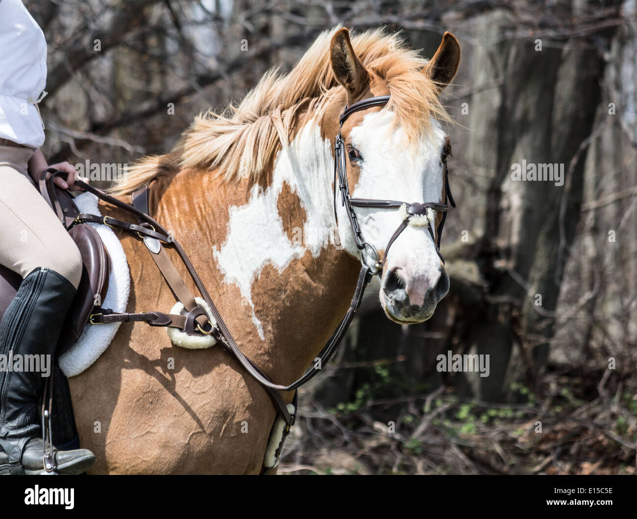 Malen Sie Pferd im englischen Reitausrüstung und Kleidung, Blick in die Kamera. Stockfoto