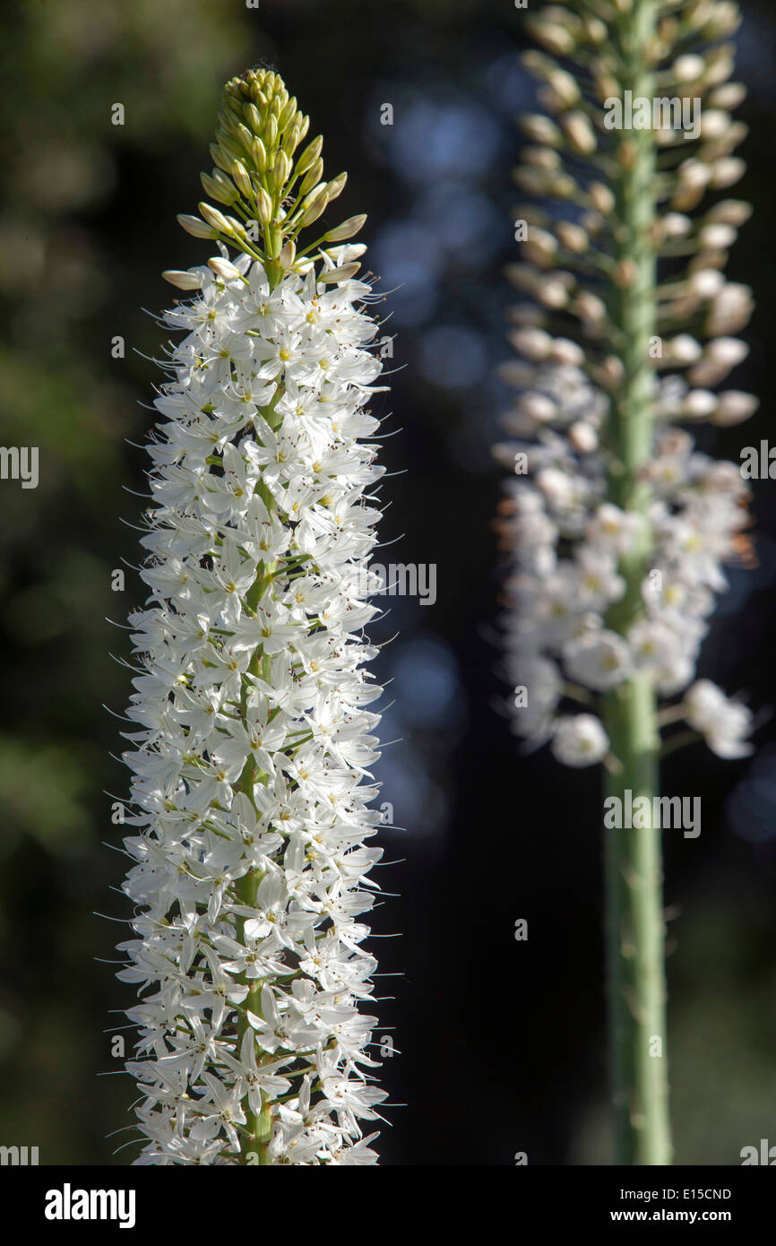 Eremurus himalaicus, Wüste Kerze Weiße Blumen Stockfoto