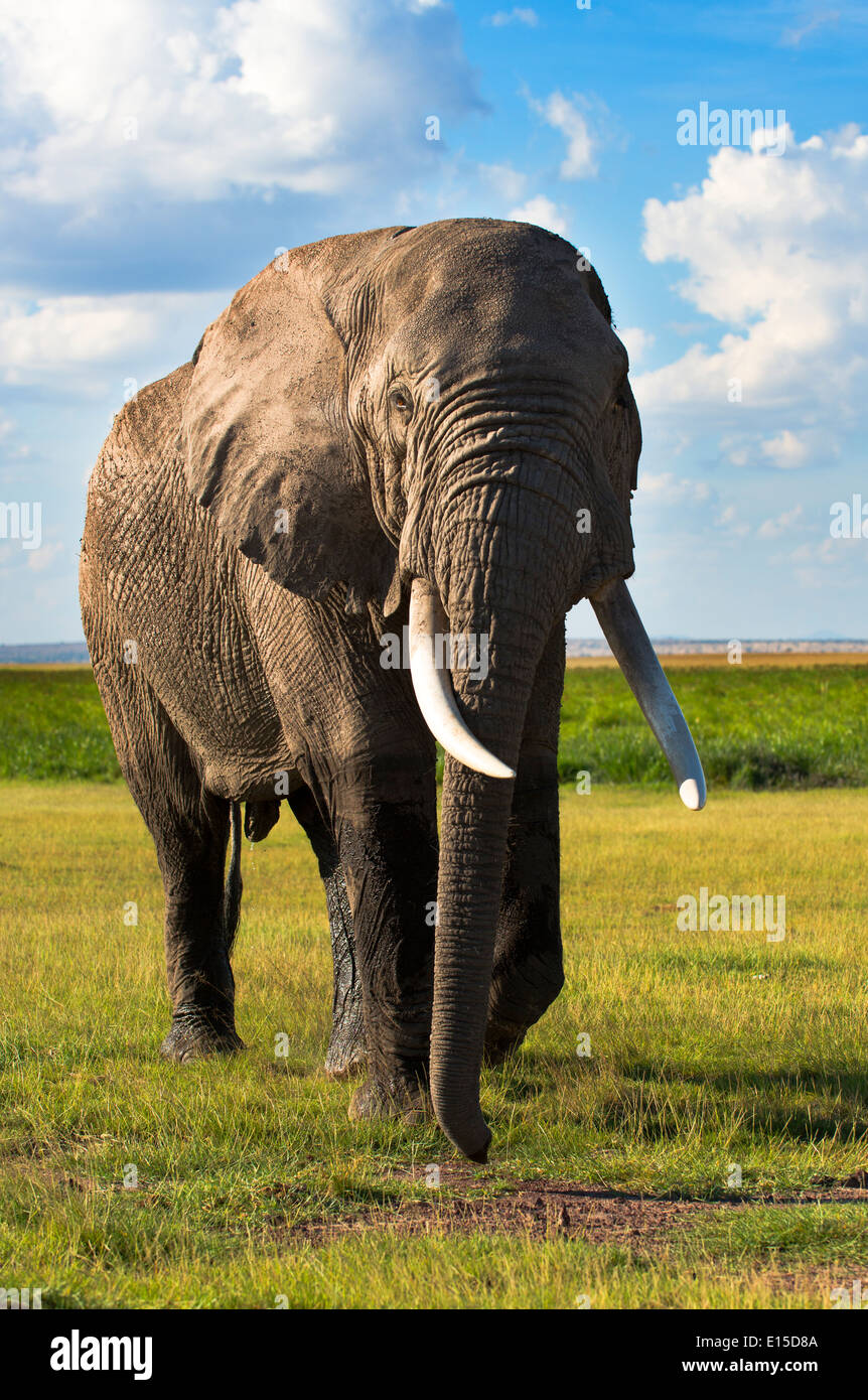 Ein Elefantenbulle immer gefährlich eng mit dem Safari-Fahrzeug in Samburu national Reserve. Stockfoto