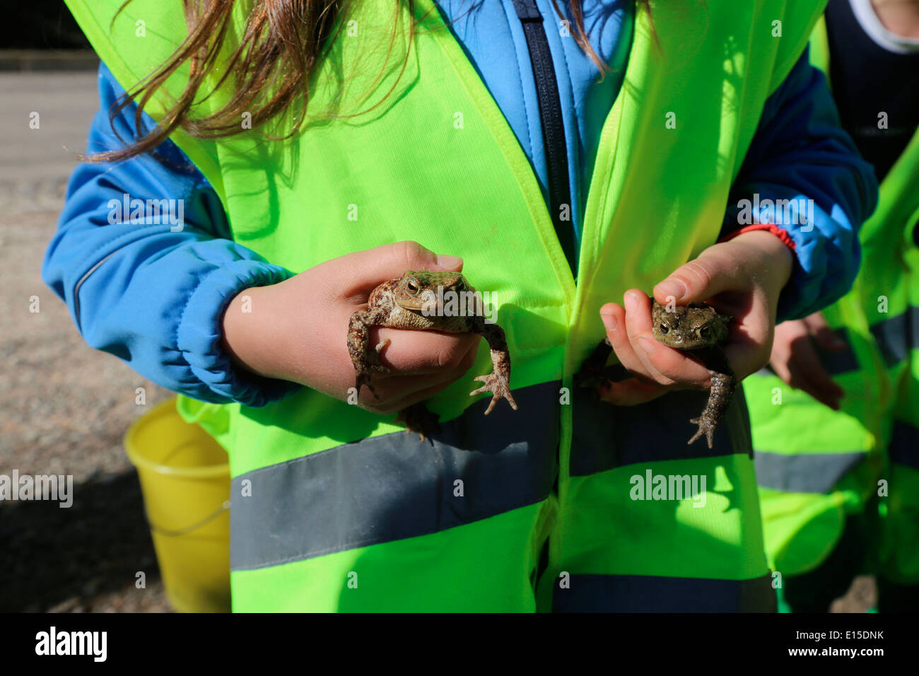 Deutschland, Freiburg, Mädchen Holding Kröten während der Rettungsaktion Stockfoto