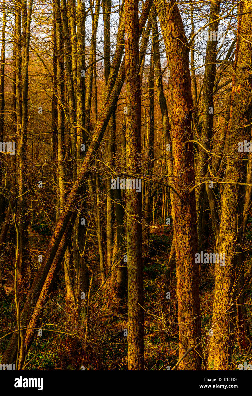 Winter Wald Stockfoto