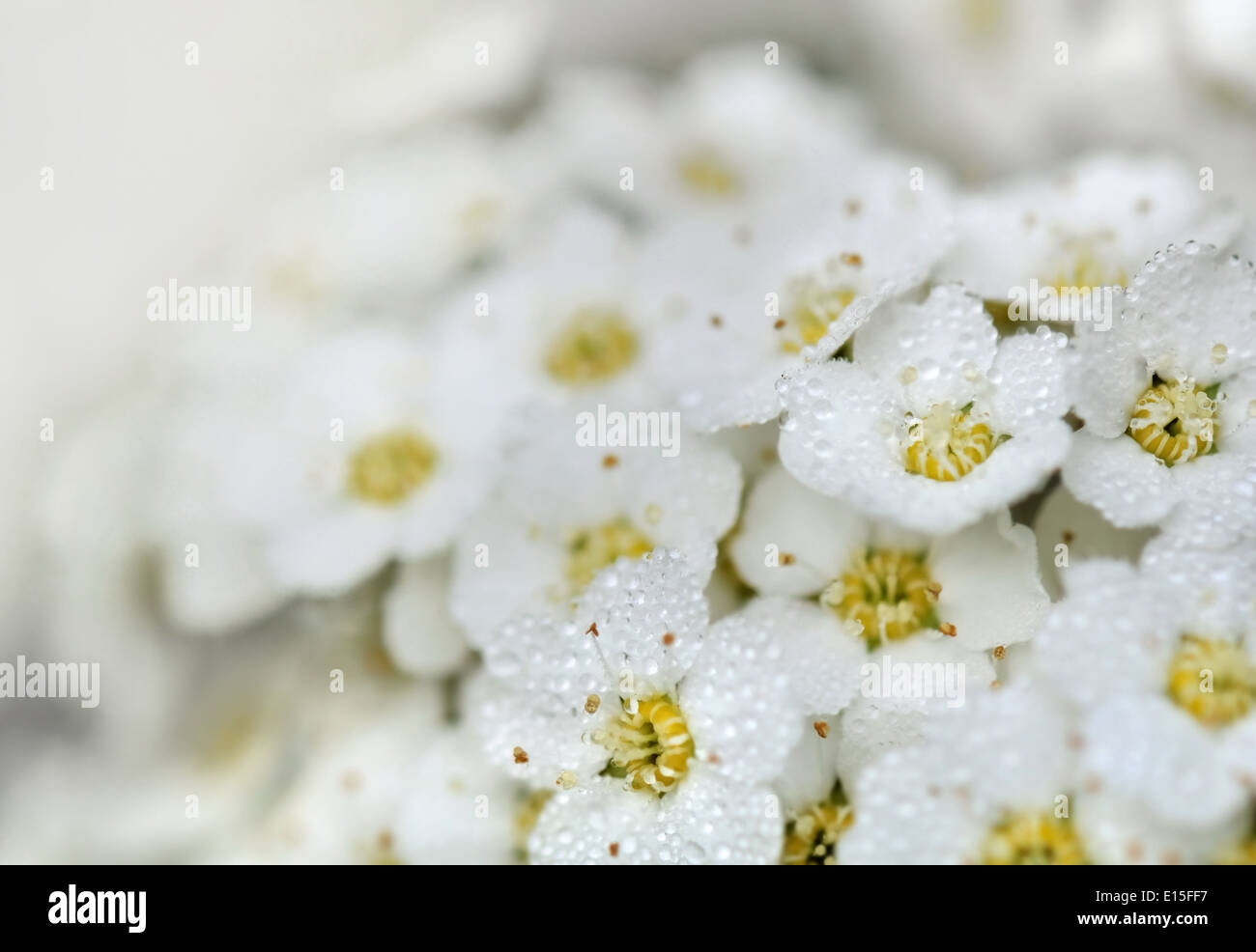 Tröpfchen auf hübsche weiße Blüten Stockfoto