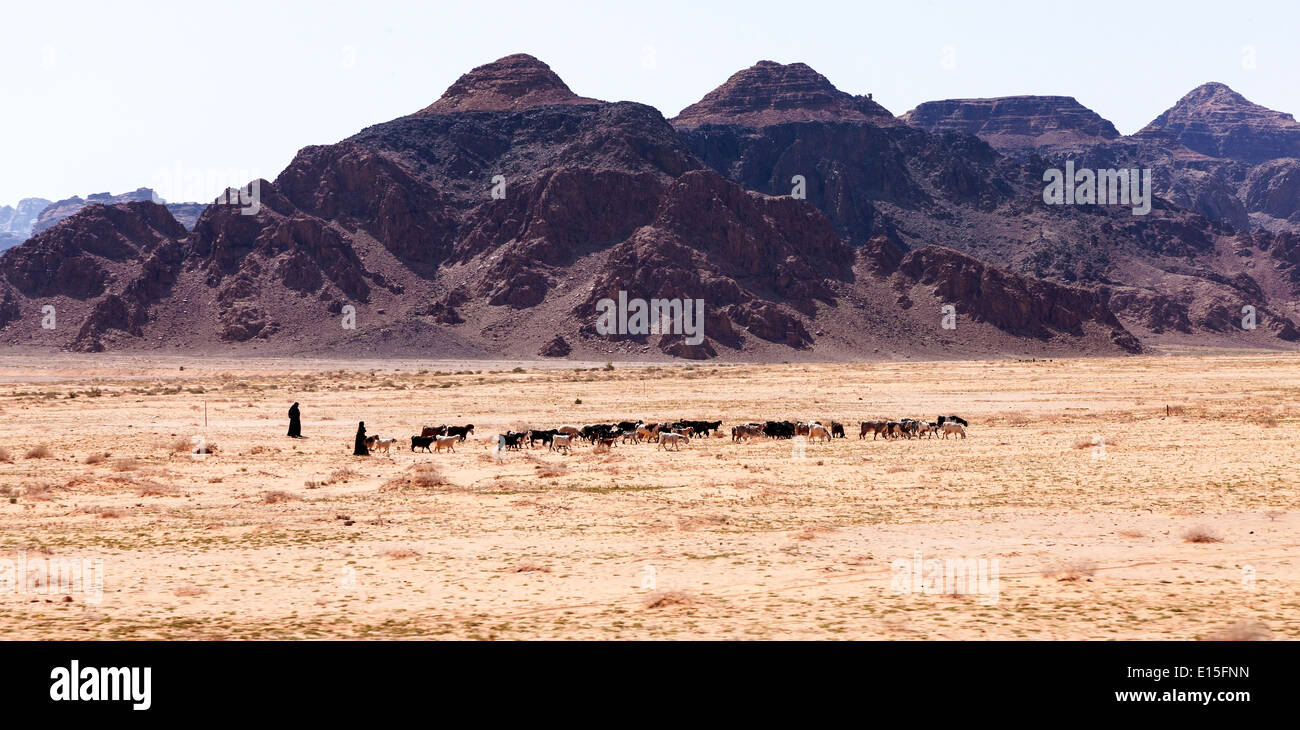 Weibliche Ziegenhirten in Wadi Rum, Aqaba, Jordanien. Stockfoto