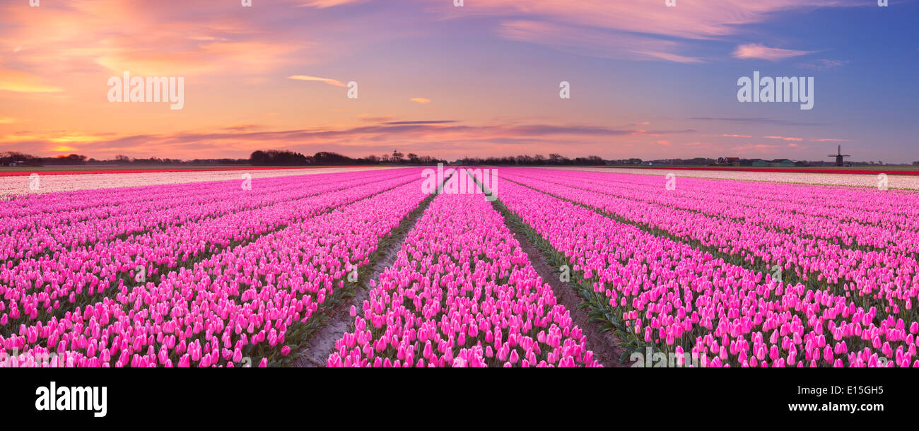 Farbenfrohe Tulpenfelder in Holland bei Sonnenaufgang Stockfoto