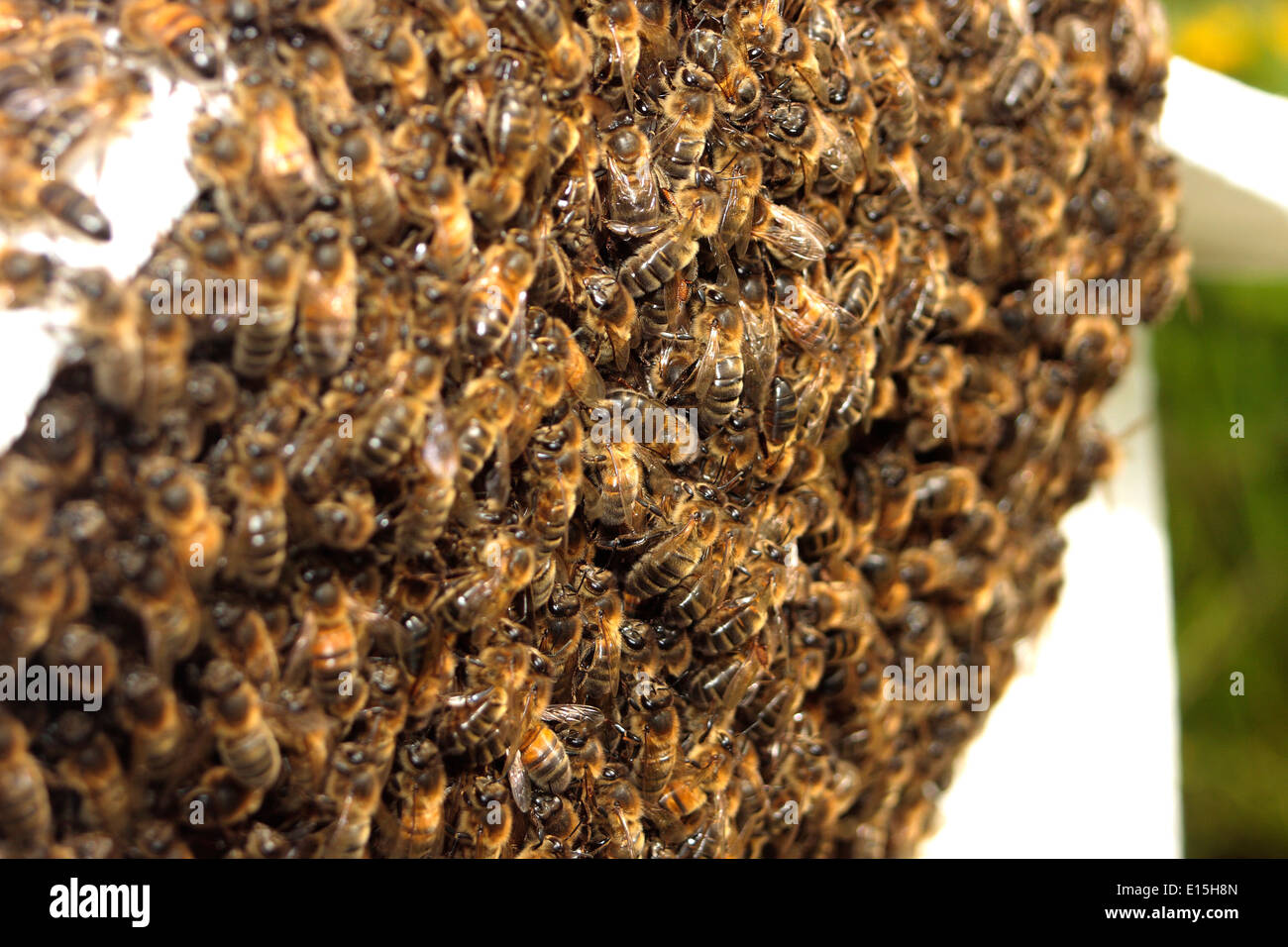 Honig Bienenschwarm Stockfoto