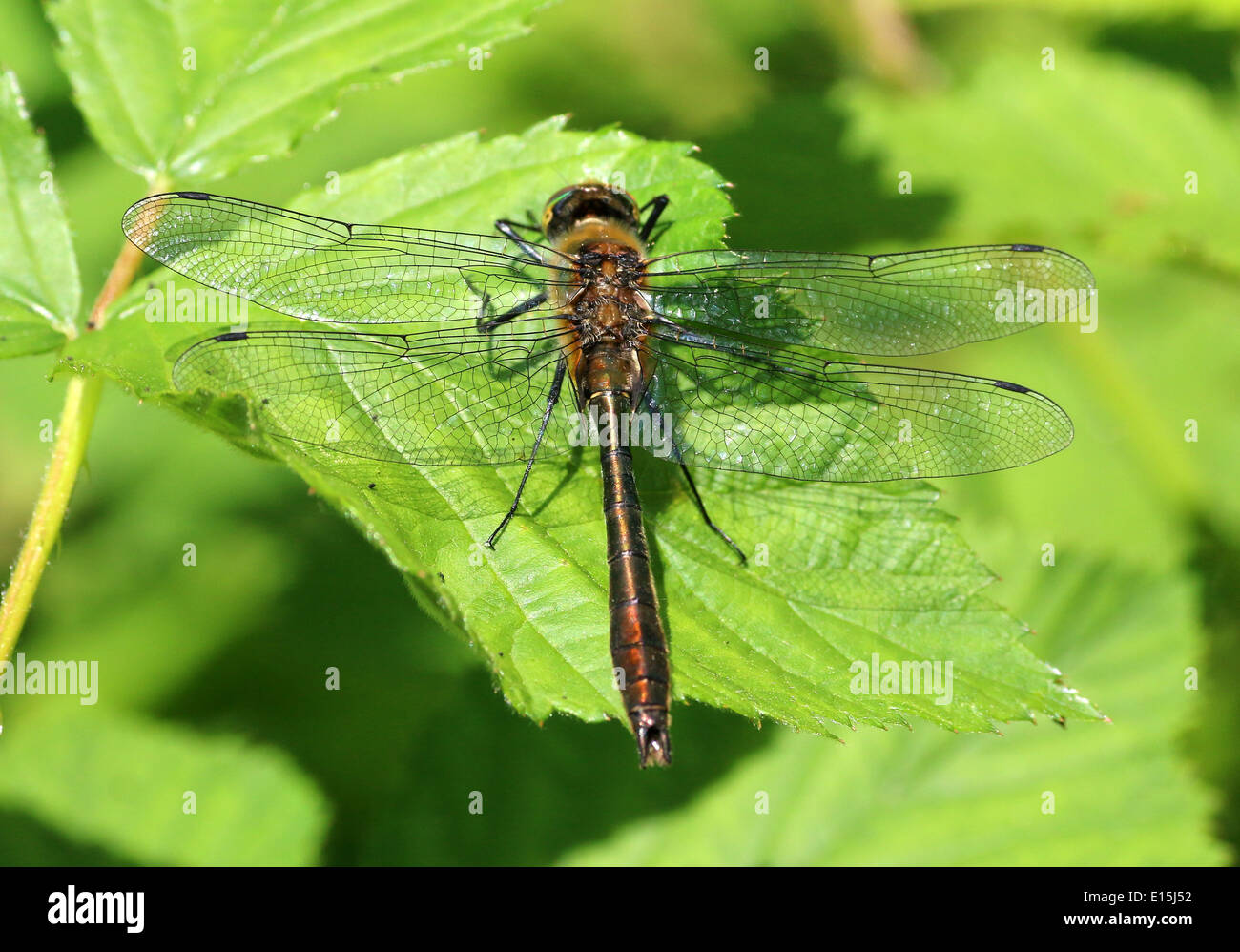 Detaillierte Makro Bild einer Downy Smaragd-Libelle (Cordulia Aenea) Stockfoto