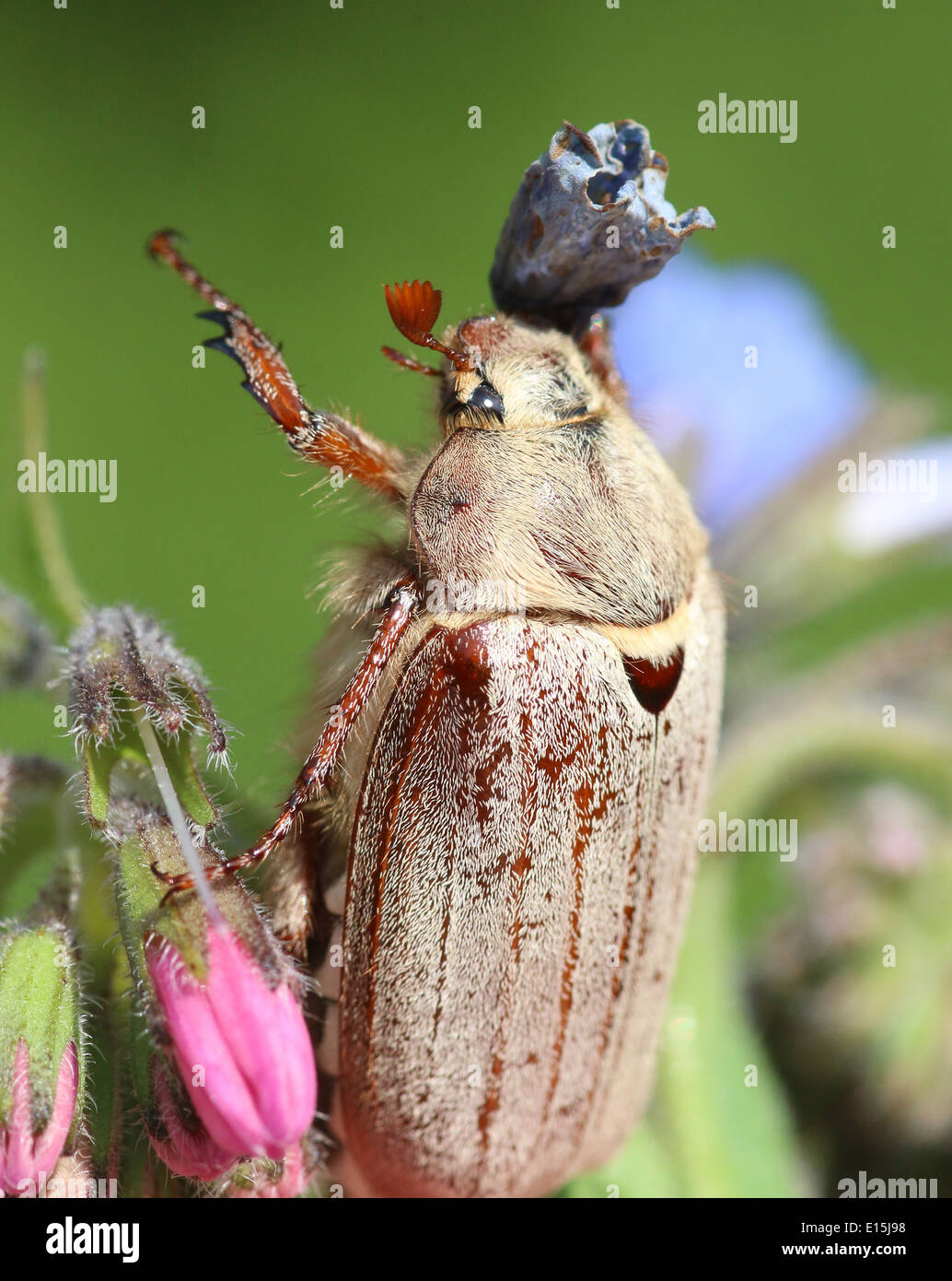 Nahaufnahme von einem männlichen Maikäfer aka kann Fehler (Melolontha Melolontha) posiert auf einer Blume Stockfoto