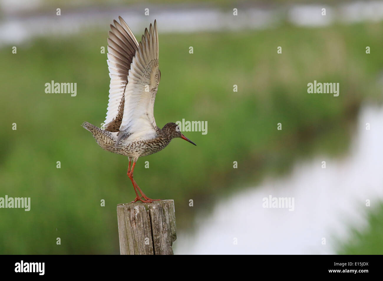 Gemeinsamen Rotschenkel (Tringa Totanus) etwa abzunehmen in die Flucht Stockfoto