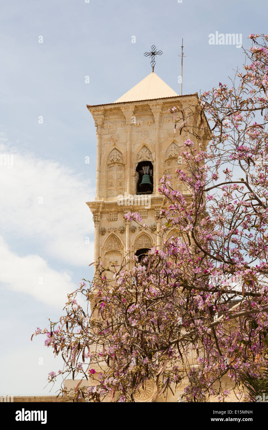 Agios Lazarus Kirche mit Johannisbrot-Blüte, Larnaca, Zypern Stockfoto
