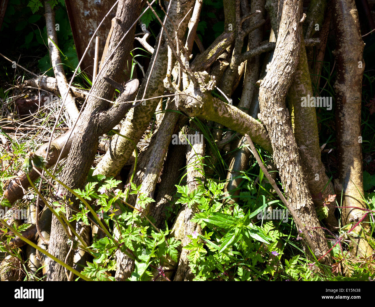 Schnittholz aus Zweigen gegen Zaun gelehnt. Stockfoto