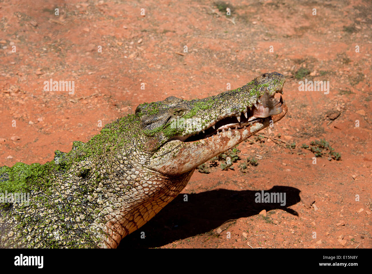 Australien, Western Australia, Broome. Malcolm Douglas Crocodile Park. Leistenkrokodil (Captive: Crocodylus Porosus). Stockfoto