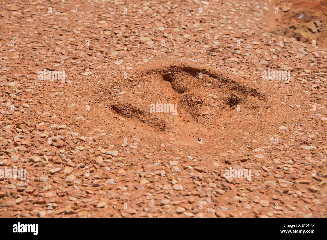 Australien, Western Australia, Broome, Gantheaume Point. Replik von 130 Millionen Jahre alten Dinosaurier-Fußspuren. Stockfoto