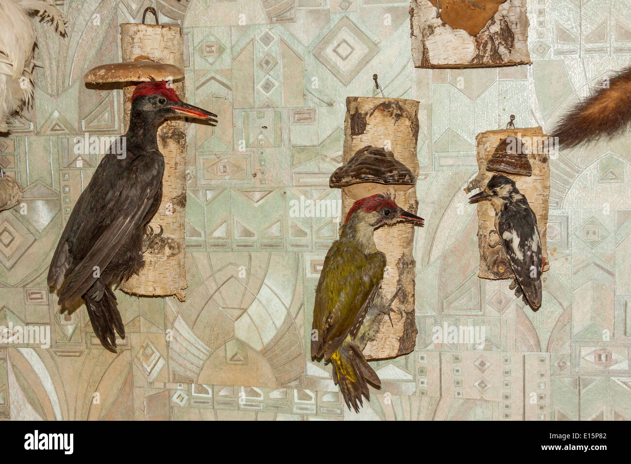 Gefüllte Spechte an der Wand Stockfoto