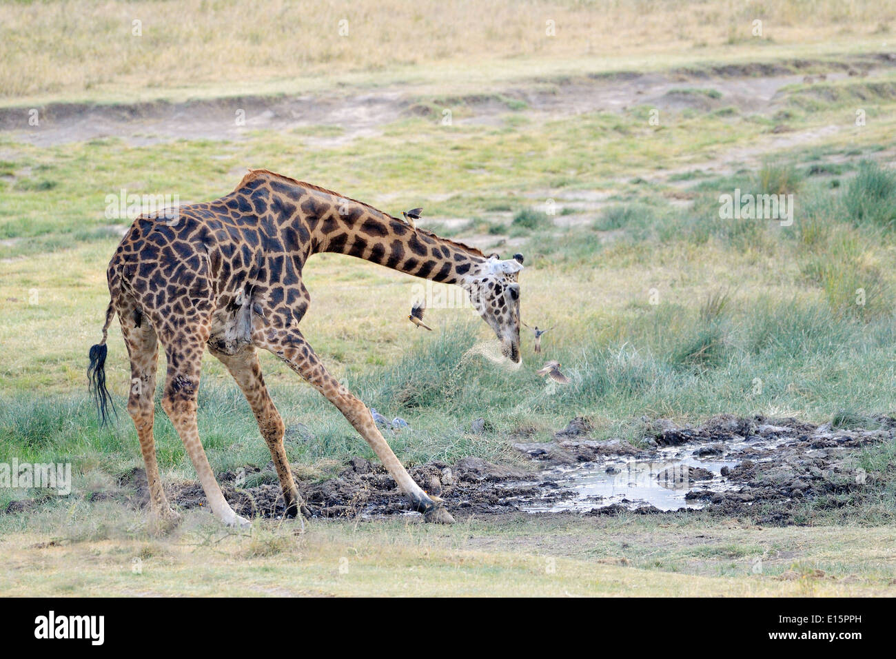 Masai-Giraffe (Giraffa Plancius Tippelskirchi) trinken von Wasserbecken. Stockfoto