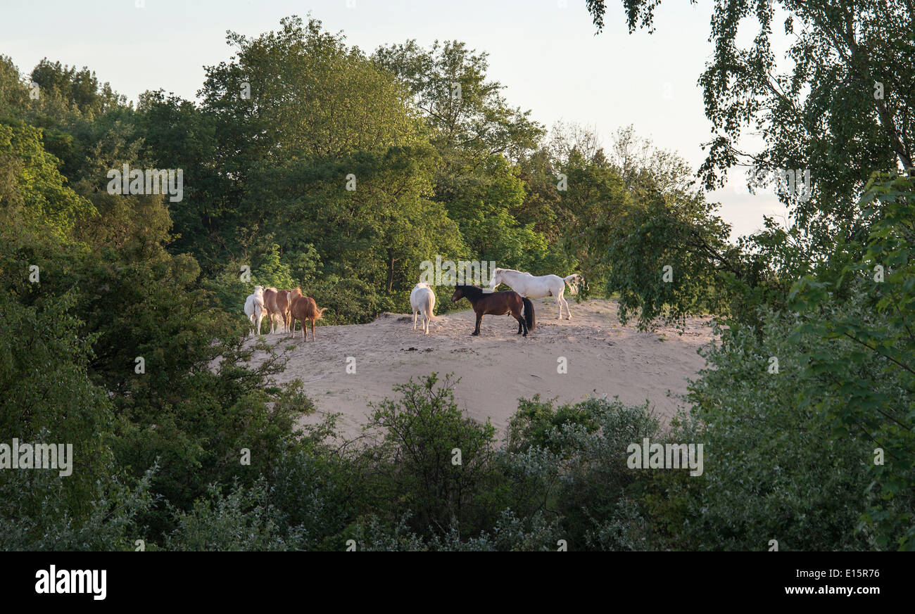 wilde Pferde, weiß und Braun in der niederländischen Natur Stockfoto
