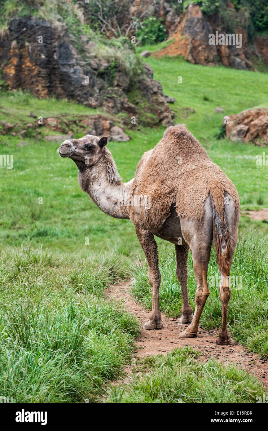 Mauser Dromedar / Arabische / indische Kamel (Camelus Dromedarius) im Frühjahr, Cabarceno Naturpark, Penagos, Kantabrien, Spanien Stockfoto