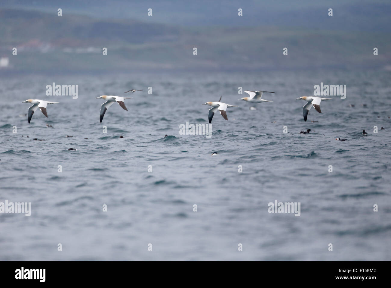 Tölpel, Sula Bassana, Gruppe der Vögel im Flug. Northumberland, Mai 2014 Stockfoto