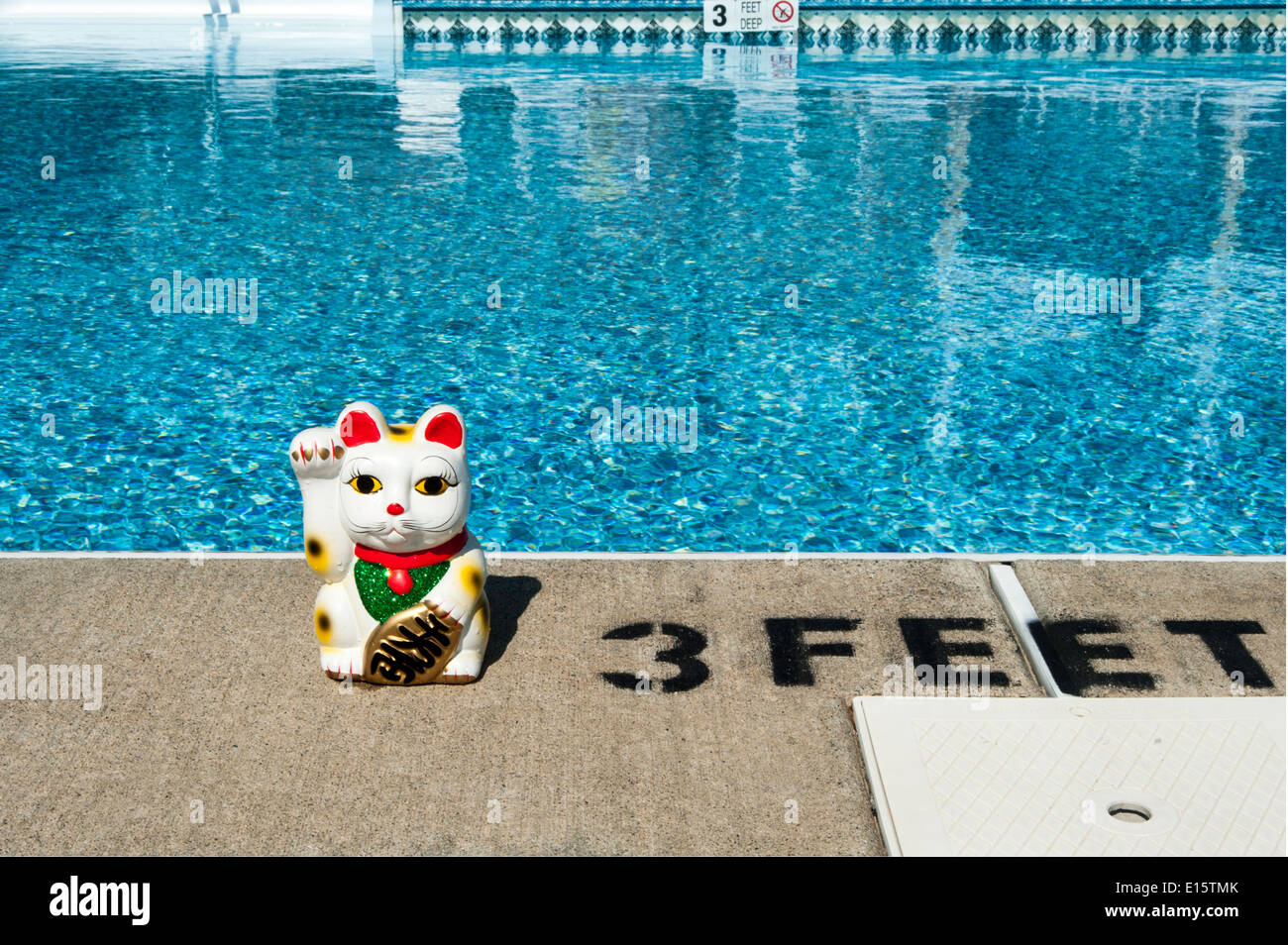 Lucky Cat am Pool im Sommer Stockfoto