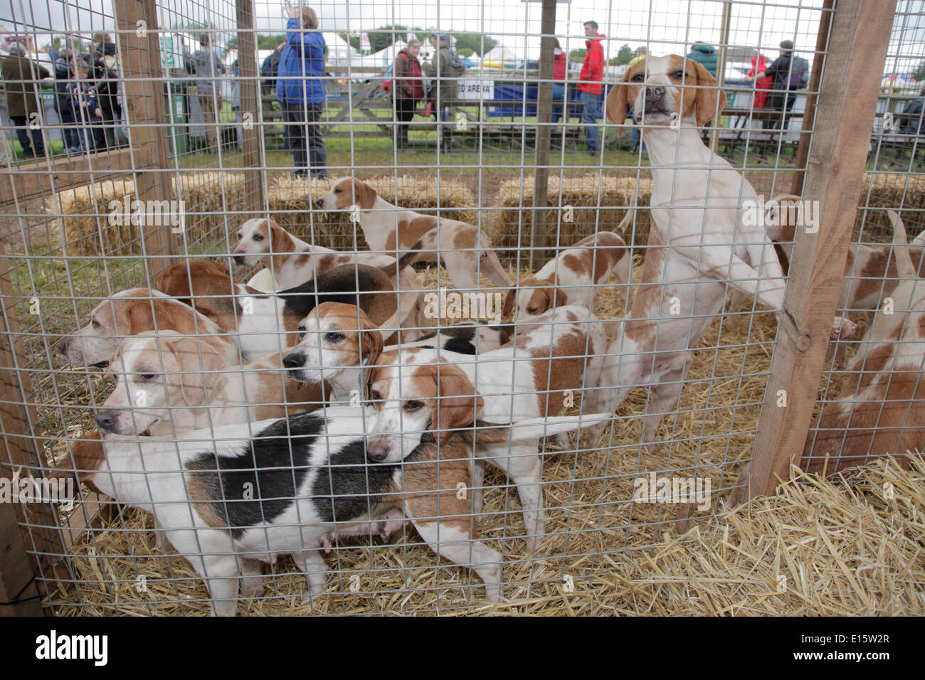 Meute Beagles Fuchsjagd Hunde in einen Stift an Devon County Show Exeter UK Stockfoto