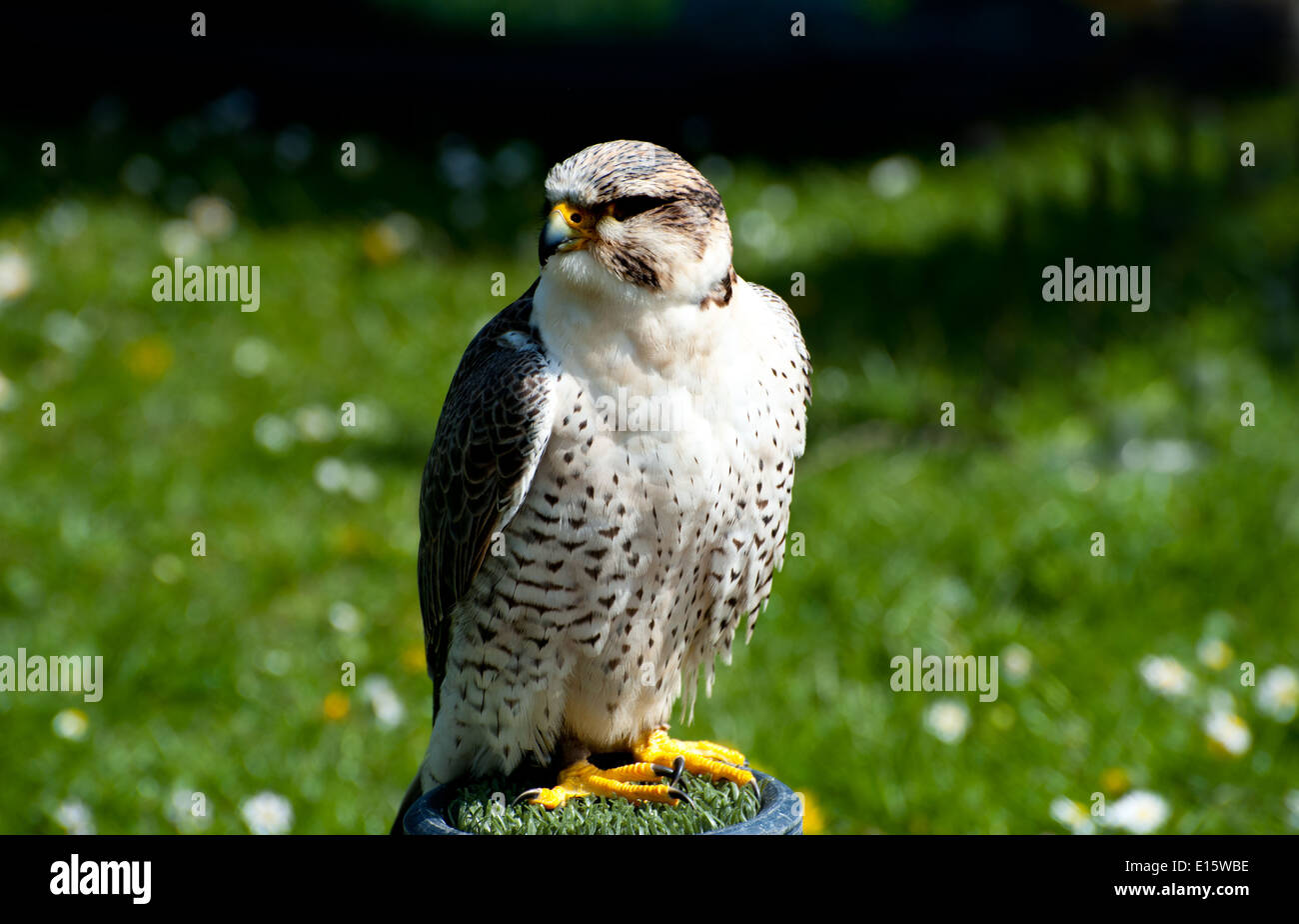 Schöne Falco Peregrinus auf grünem Hintergrund Stockfoto