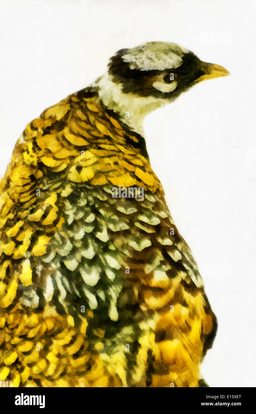 Bunte chinesische Fasan (lateinisch Syrmaticus Reevesii) - Arten der Vögel Fasan Familie, Aquarell, Aquarell Stockfoto