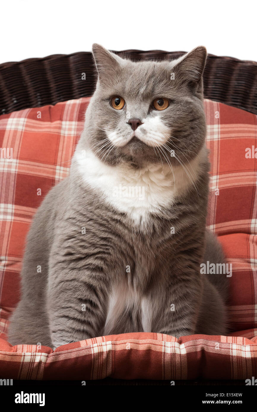 Britisch Kurzhaarkatze auf dem Stuhl Stockfoto