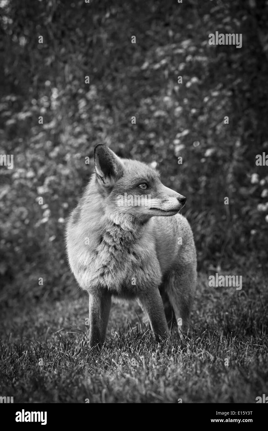 British Red Fox in schwarz / weiß Stockfoto