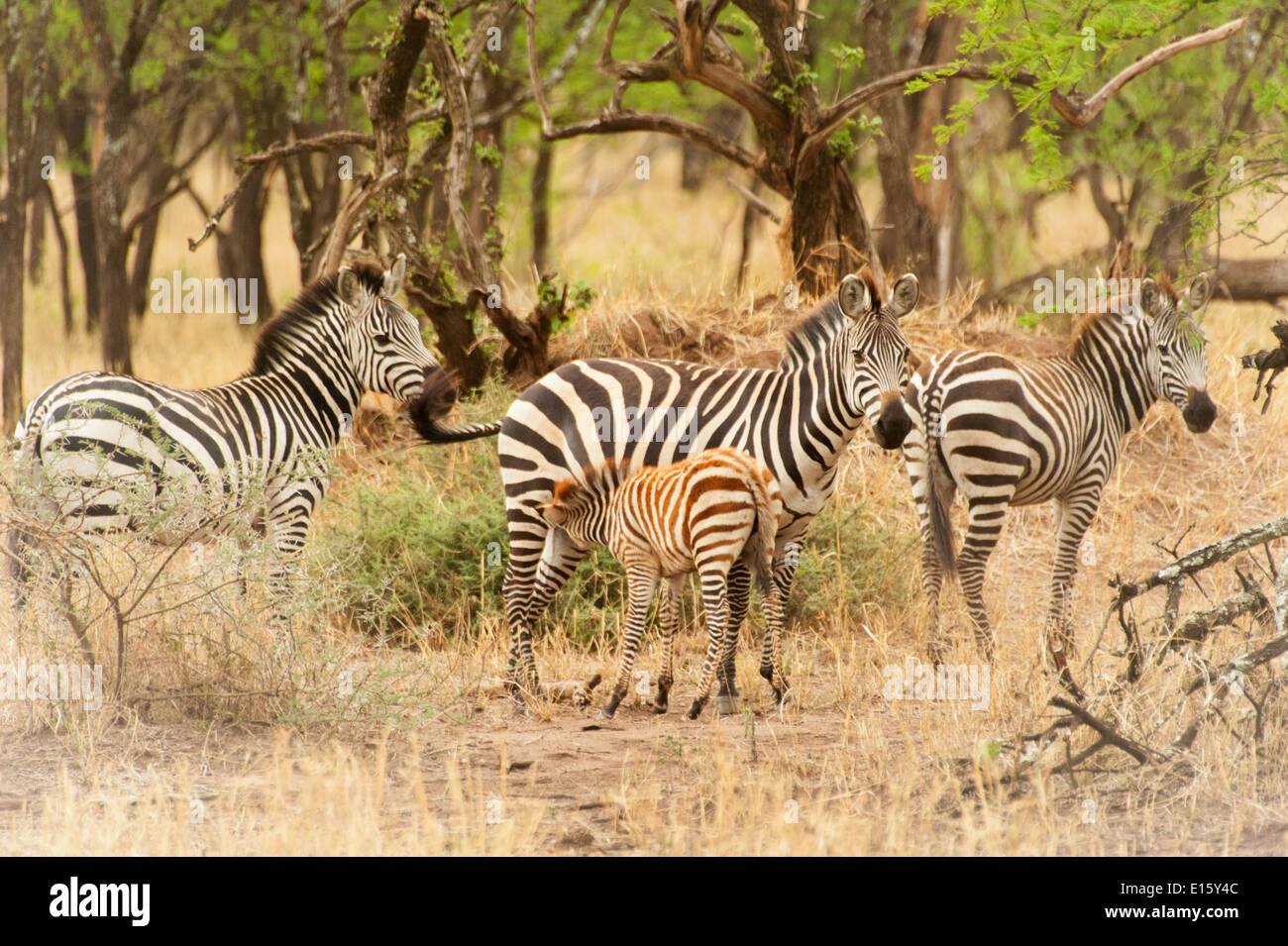 Zebra in Serengeti Nationalpark, Tansania, Afrika Stockfoto