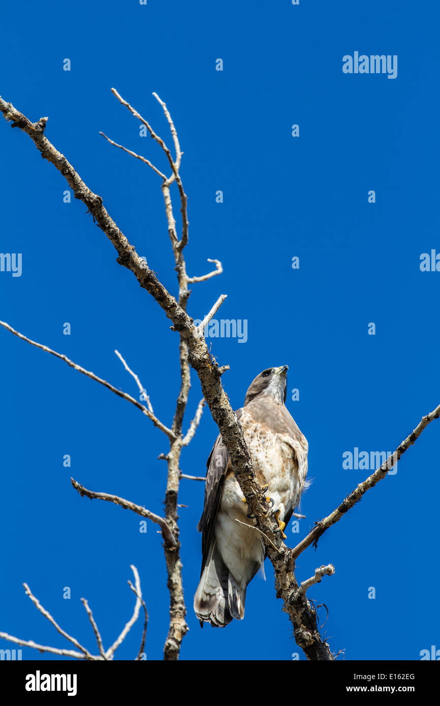 Swainson der Falke (Buteo Swainsoni) ruhen in den Bäumen, bunten Vogel gegen blauen Himmel. Stockfoto