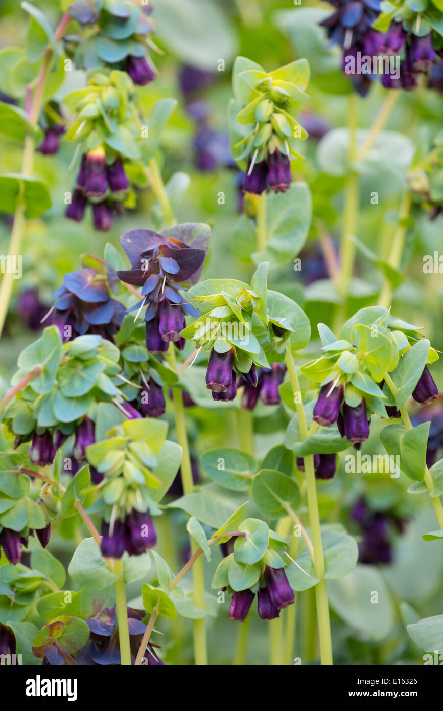 Cerinthe major 'Purpurascens' Stockfoto