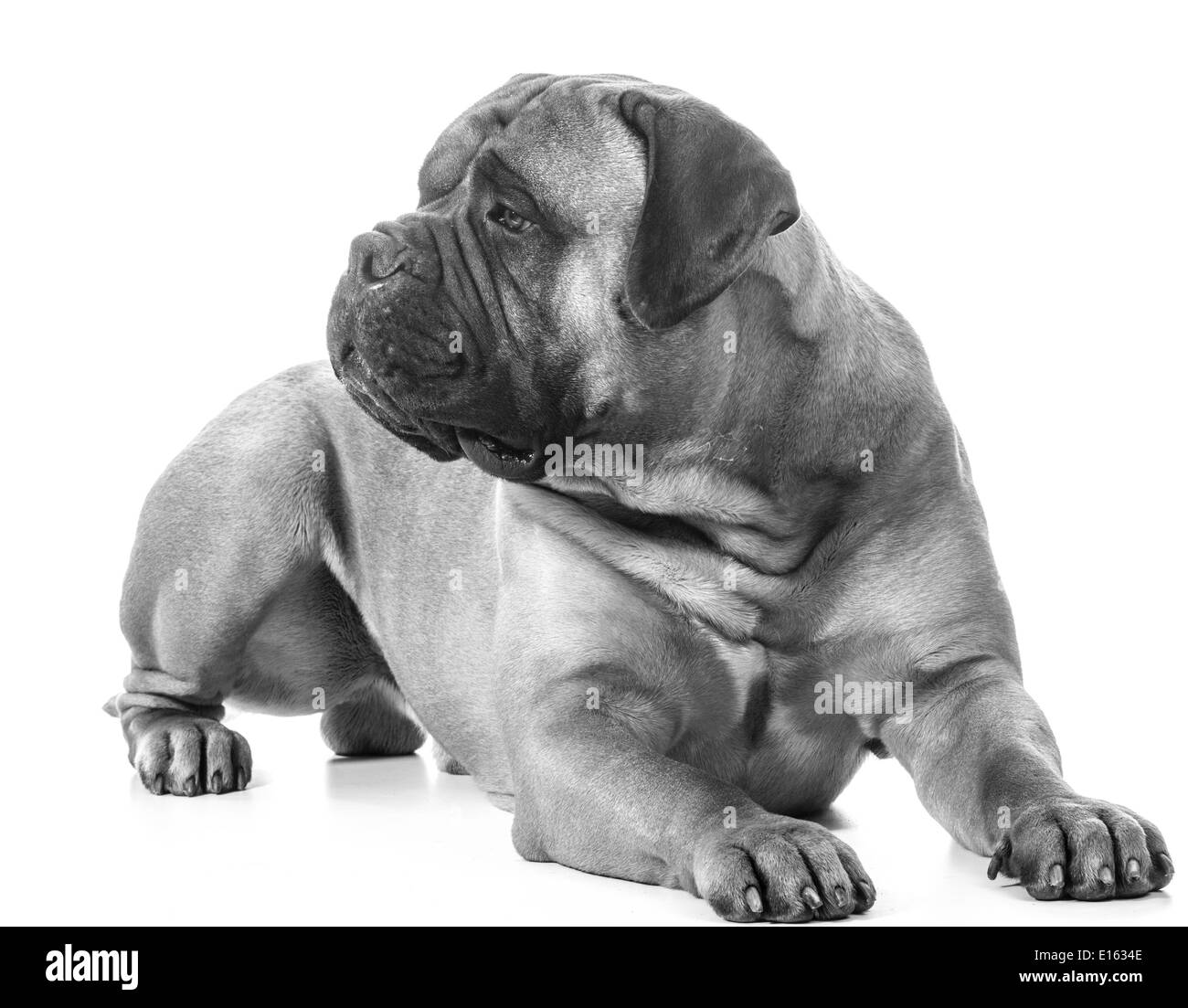 Bullmastiff männlich Festlegung auf weißem Hintergrund Stockfoto