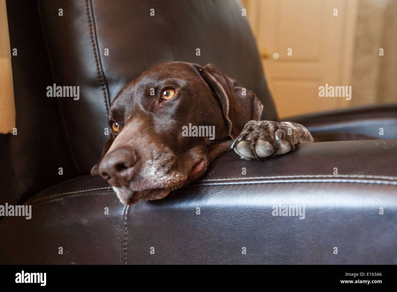 Deutscher Kurzhaariger Vorstehhund wird ausdrucksstark Stockfoto
