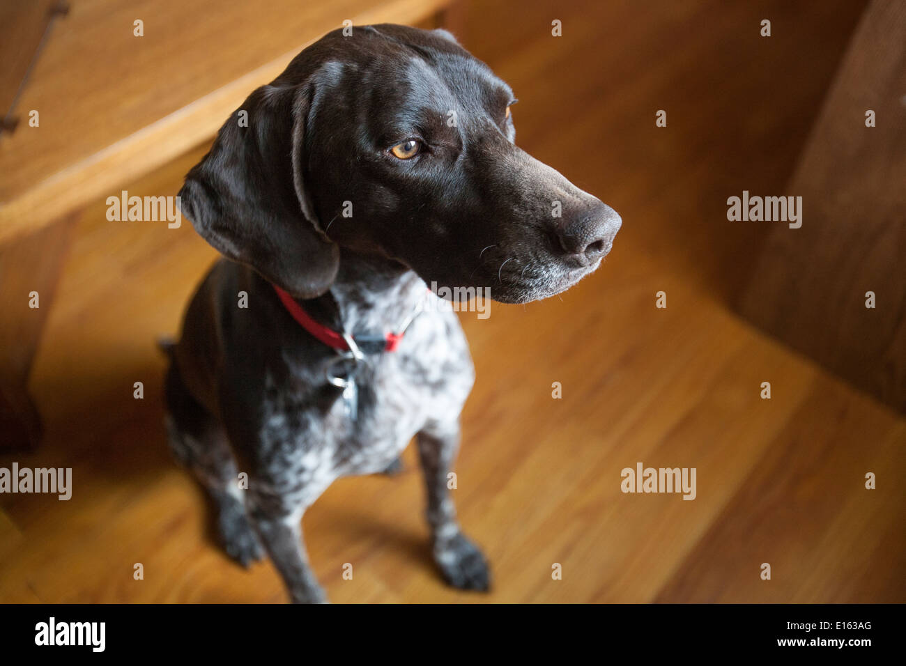 Deutscher Kurzhaariger Vorstehhund wird ausdrucksstark Stockfoto