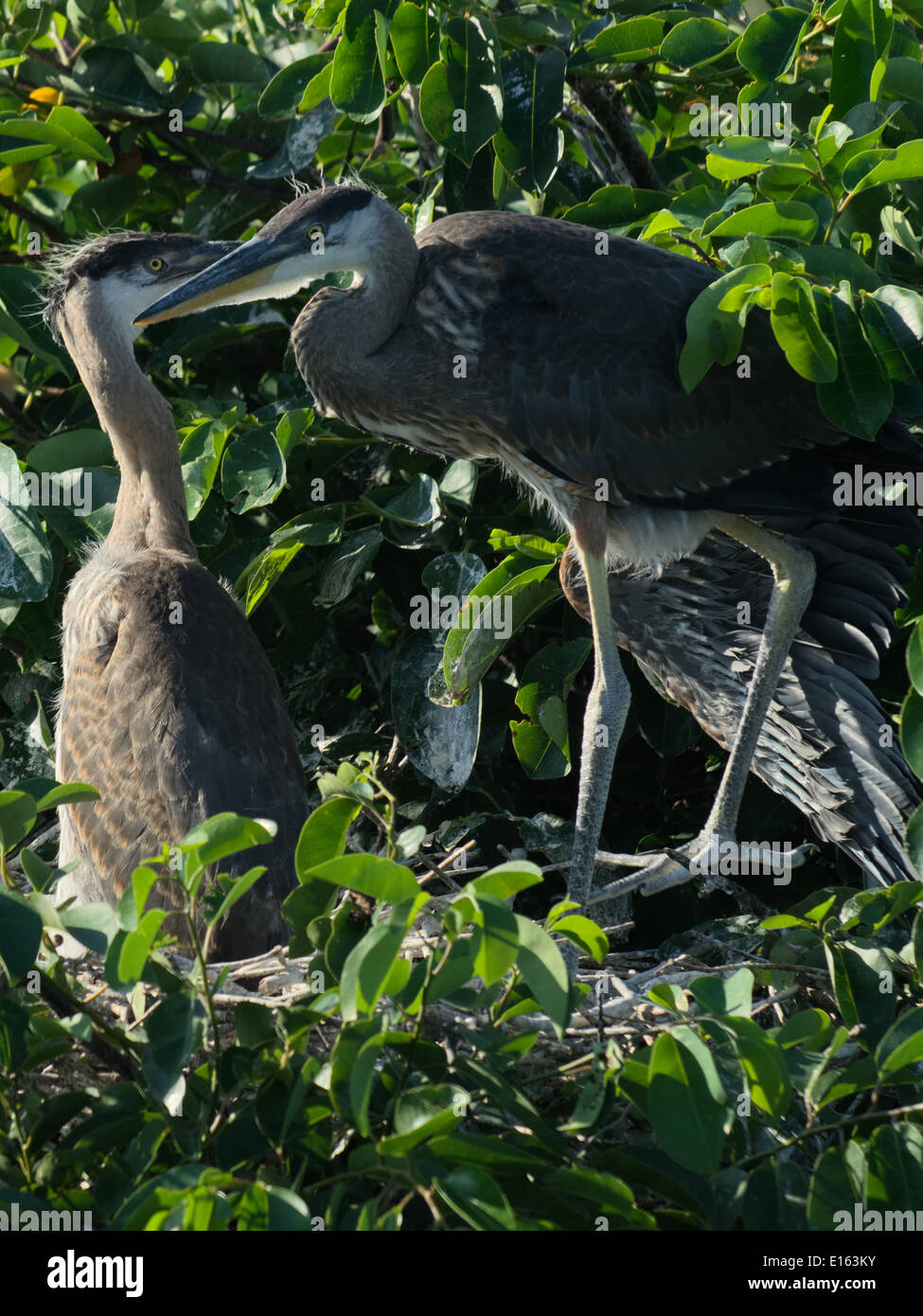 Geklebte paar große blaue Reiher - sieht aus wie einer der anderen ein Geheimnis erzählt. Stockfoto