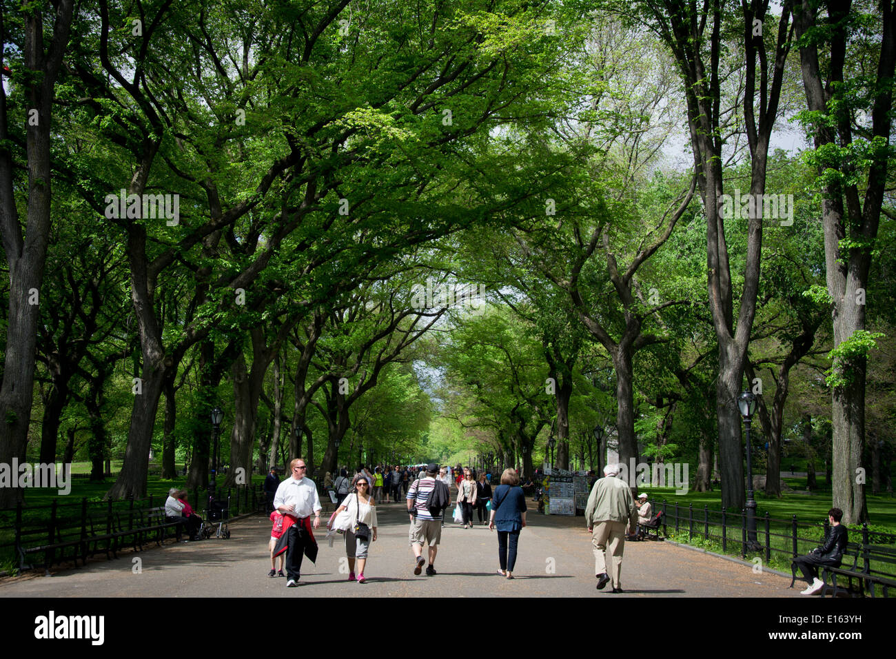 Der literarischen Spaziergang Abschnitt der Mall im New Yorker Central Park ist eine Promenade, gesäumt von riesigen amerikanischen Ulmen. Stockfoto