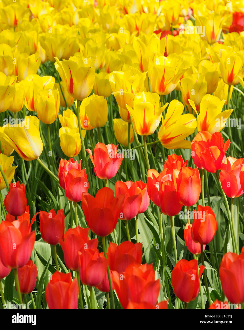 Rote und gelbe Tulpen in Keukenhof Gärten, Niederlande Stockfoto