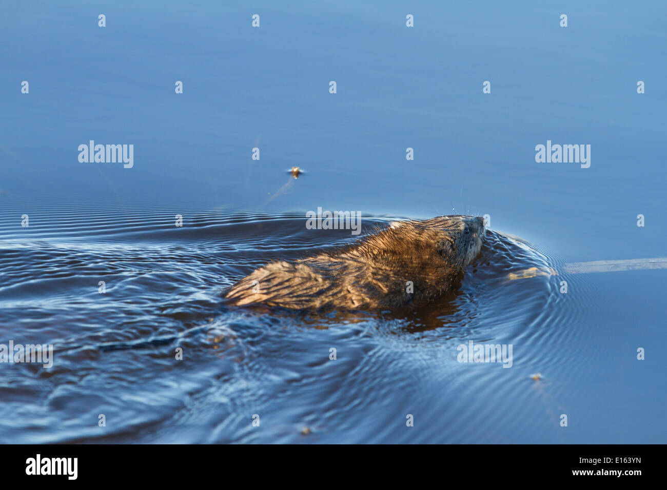 Bisamratte (Ondatra Zibethicus) Schwimmen im tiefblauen Seewasser, ihrem natürlichen Lebensraum. Stockfoto