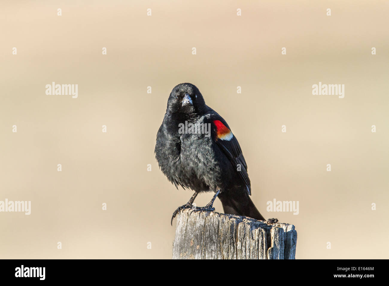 Rotschulterstärling (Agelaius Phoeniceus) männlich auf Zaunpfosten mit seinem bunten schwarzen und roten Körper sitzen Stockfoto