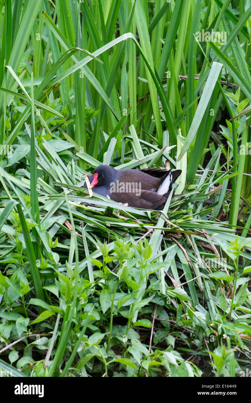 Teichhühner (Gallinula Chloropus), Inkubation von Eiern, Peak District National Park, Derbyshire, England. Stockfoto