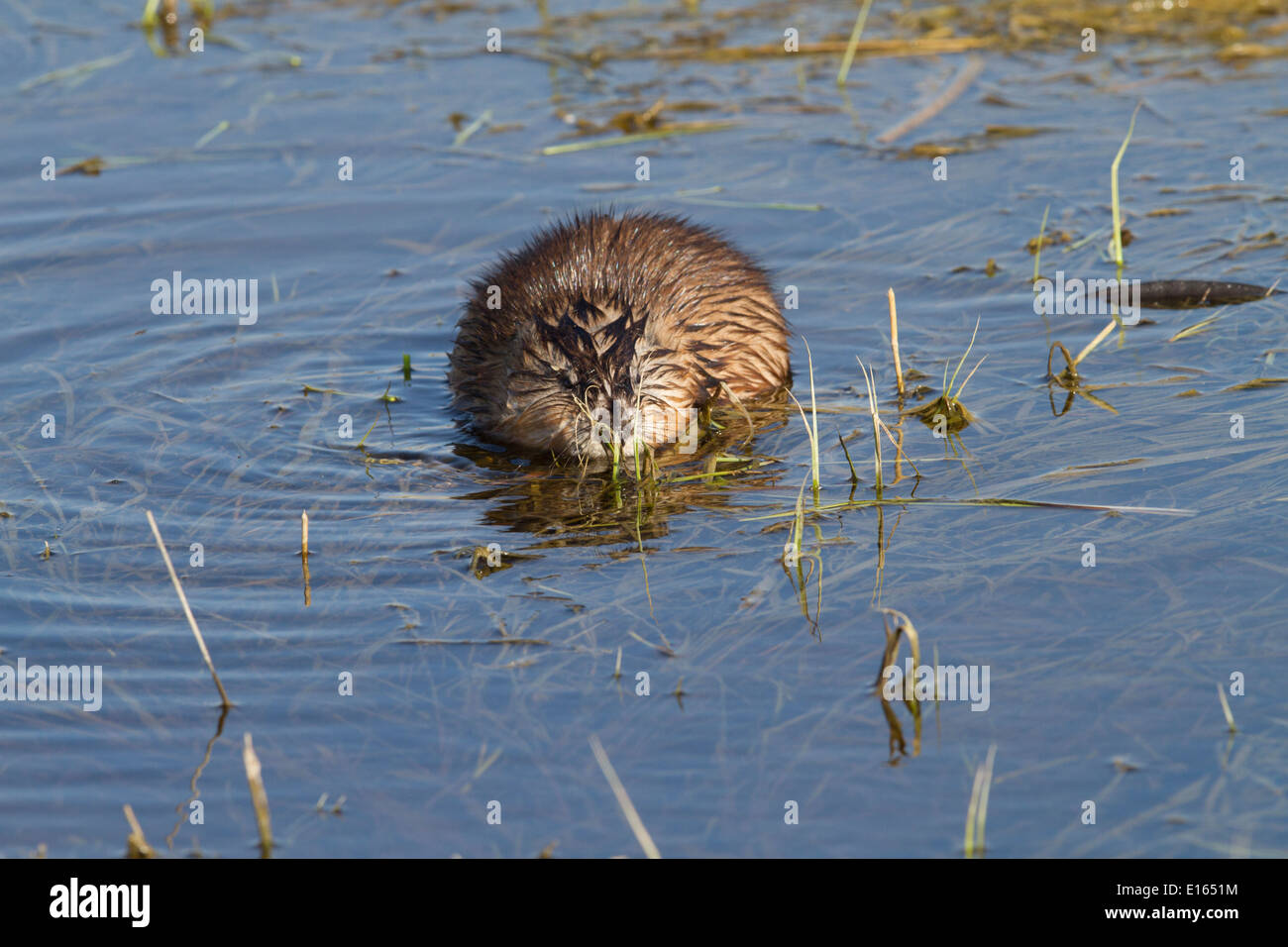 Bisamratte (Ondatra Zibethicus) Fütterung, mit Reflexion in das seichte Wasser voll bunten braunen Körper aus dem Wasser Stockfoto