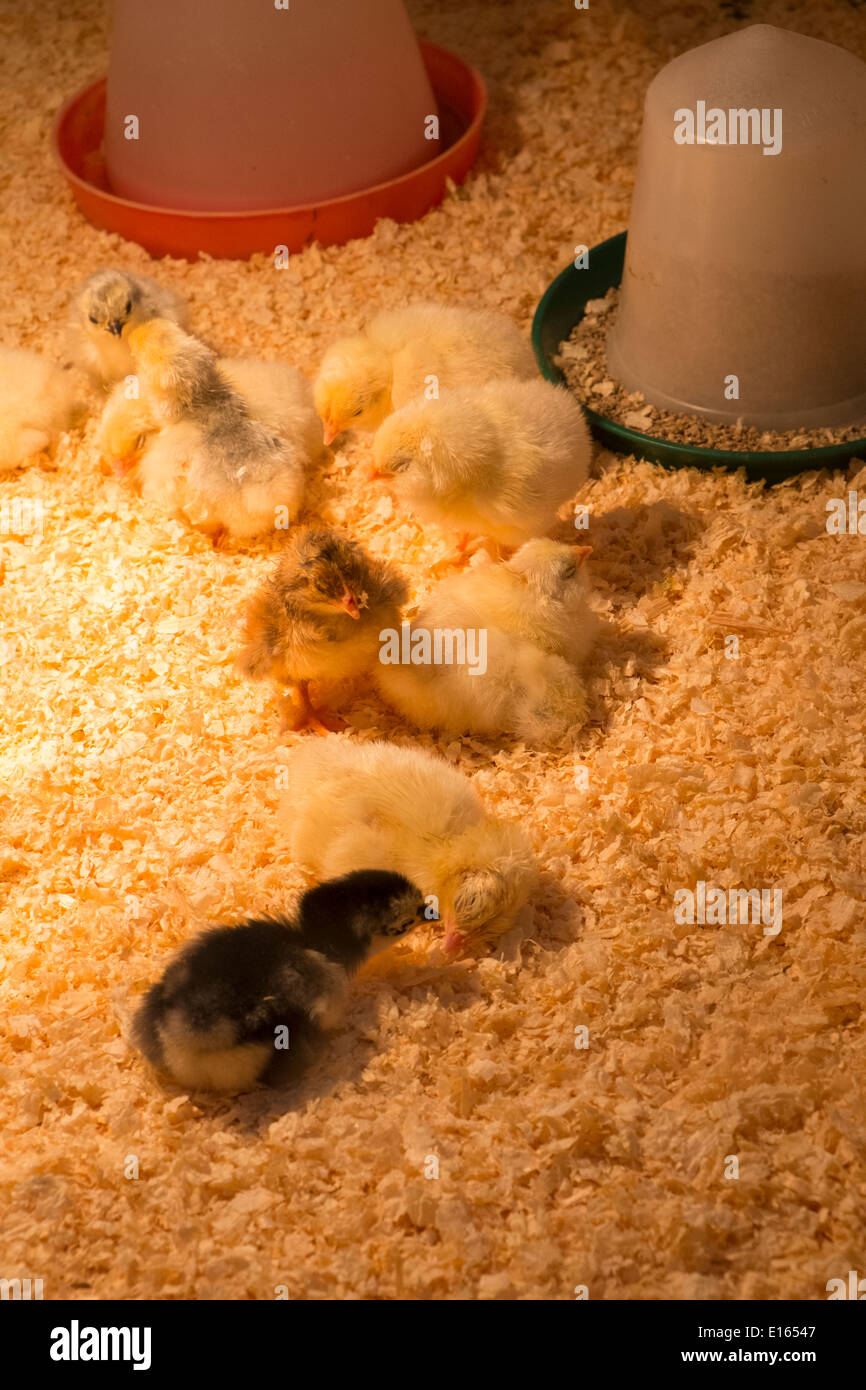 Haushühner, junge Küken unter der Wärmelampe. Stockfoto