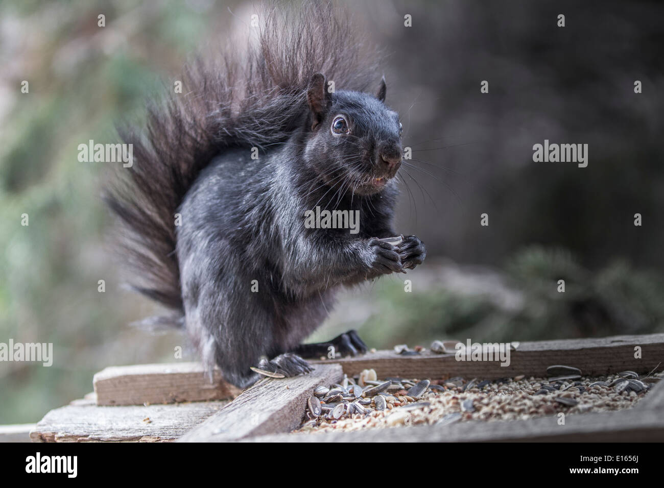 Schwarzen Eichhörnchen (Sciurus Carolinensis), Bushy tailed, stehend auf hölzernen Feeder und Essen. Calgary, Alberta, Kanada Stockfoto