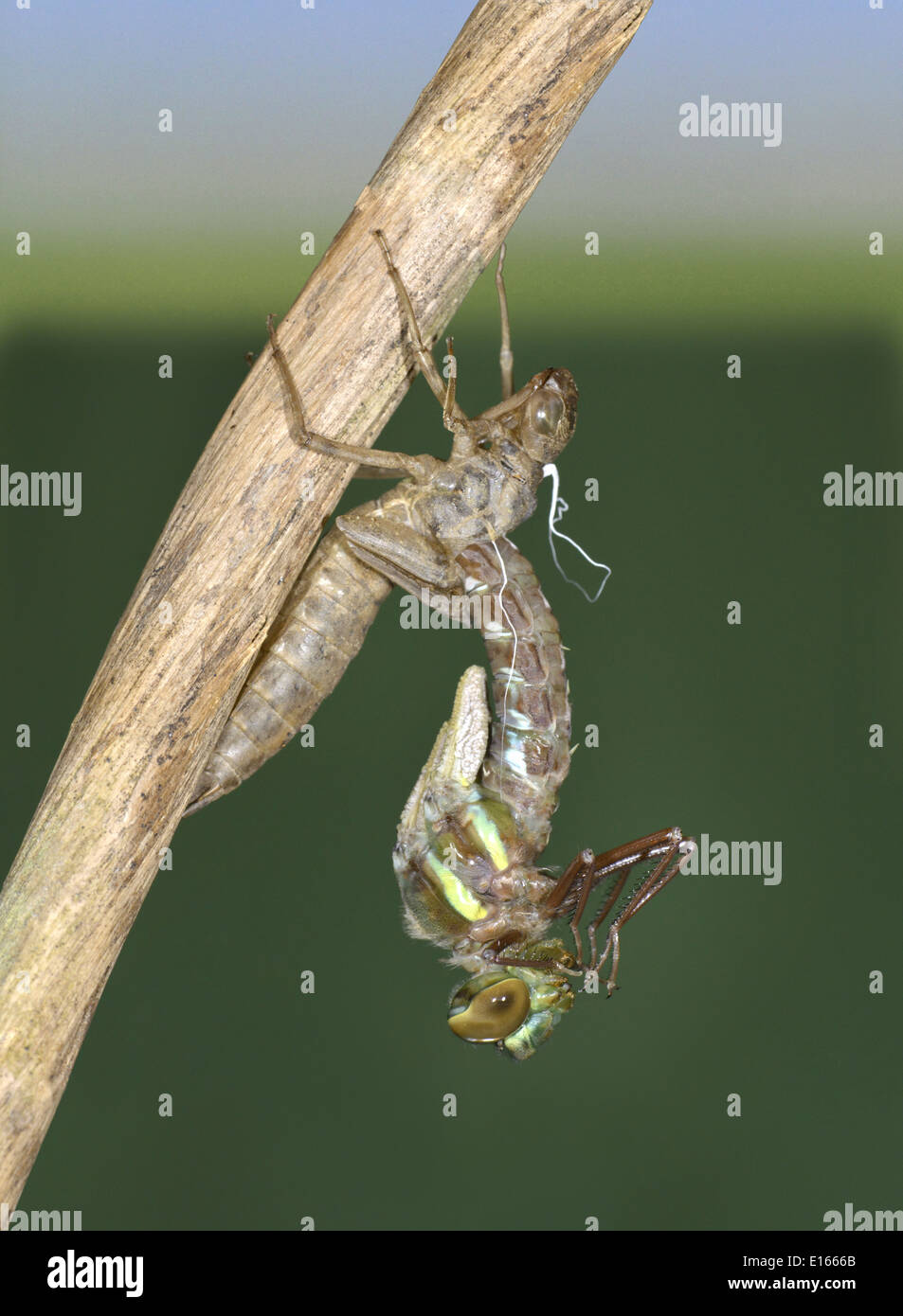 Braune Hawker - Aeshna grandis Stockfoto