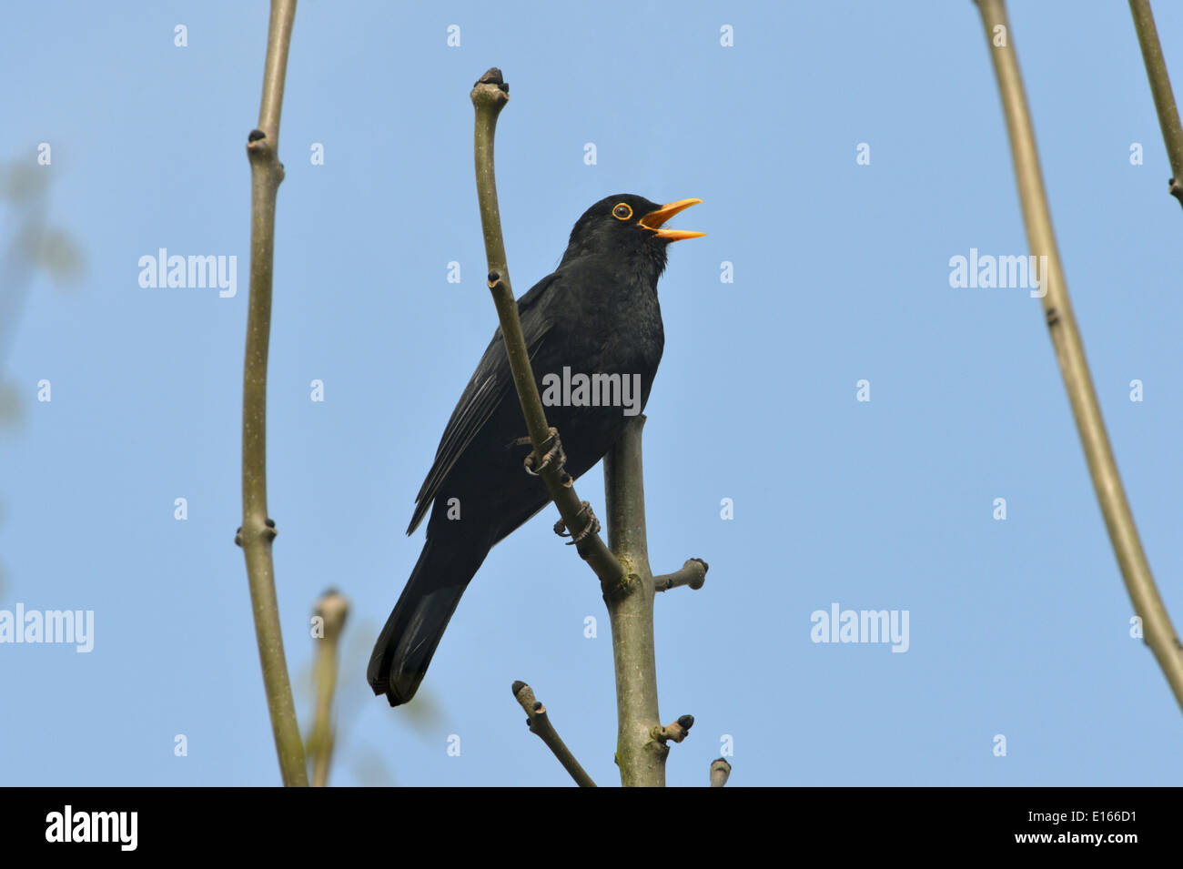 Amsel - Turdus Merula - männlich Stockfoto