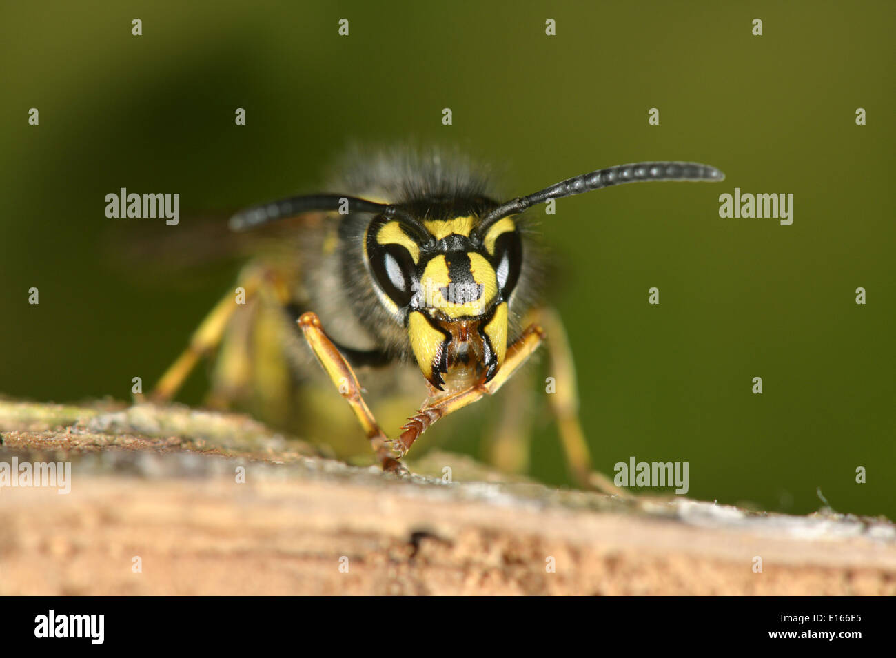 Gemeinsamen Wespe - Vespula vulgaris Stockfoto