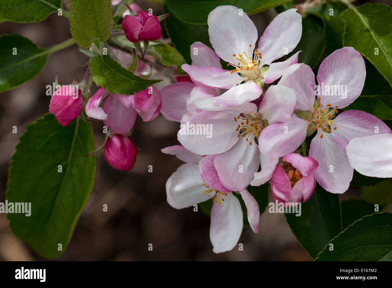 Herefordshire Rotbraun Apple Blossom Close up Stockfoto