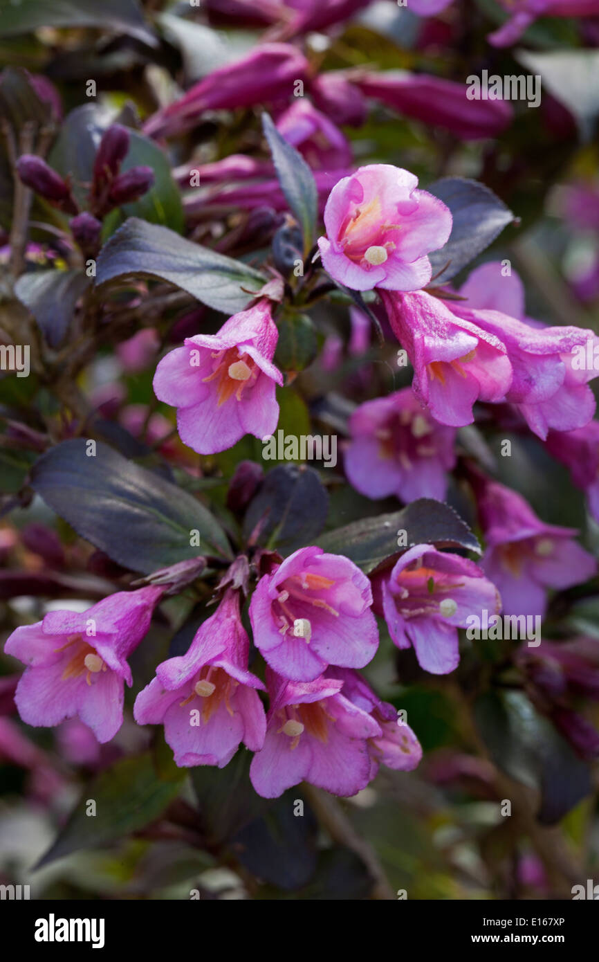 Weigela hautnah Fotos und Bildmaterial in hoher Auflösung Alamy