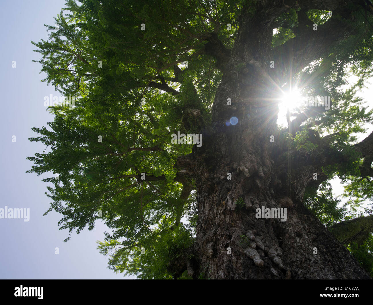 Riesige Ginkgo-Baum neben der alten Garde Haus, Arita, Präfektur Saga Japan. Stockfoto